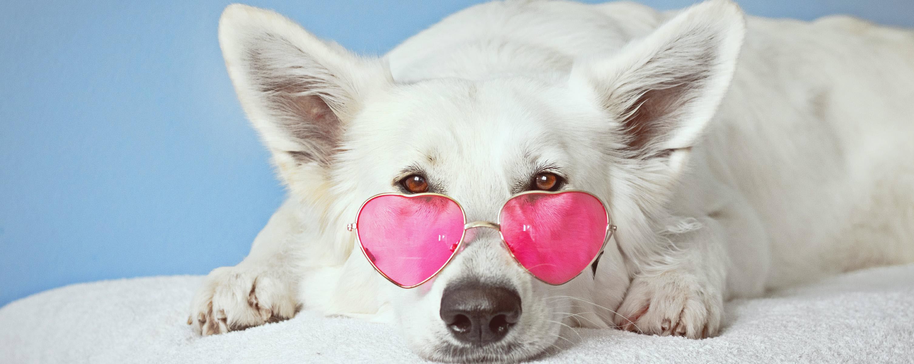 Chó đeo kính - Bức tranh đẹp nhất
