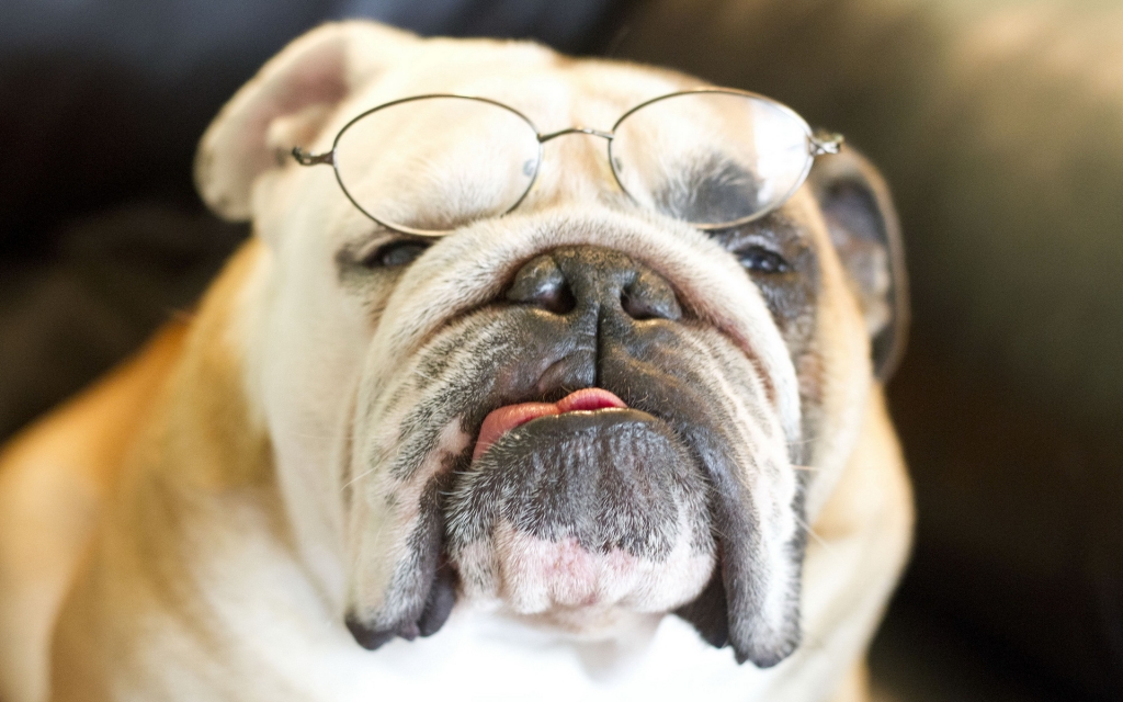 Chó đeo kính - Bức tranh đẹp nhất
