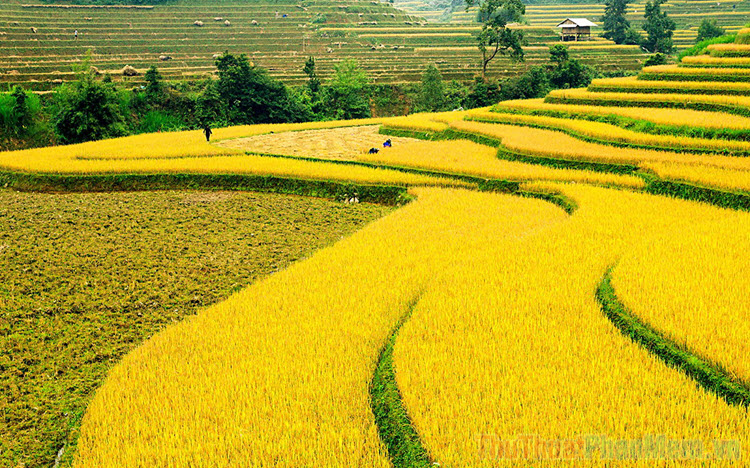 1 Mẫu đất bằng bao nhiêu mét vuông Bao nhiêu sào bao nhiêu Hecta