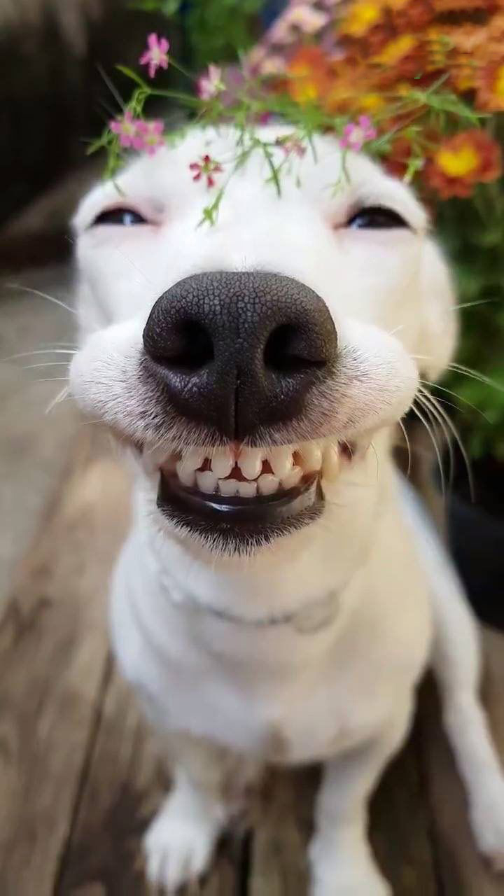 Ảnh chó cười hài hước độc đáo