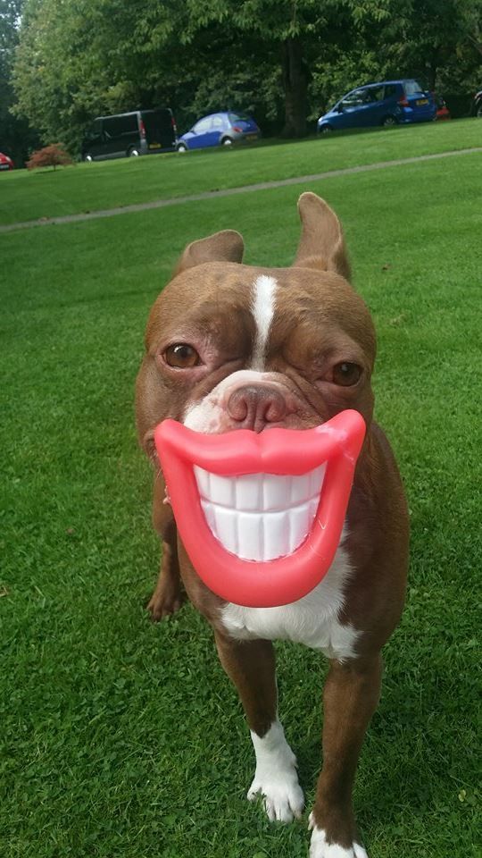 Ảnh chó cười hài hước độc đáo