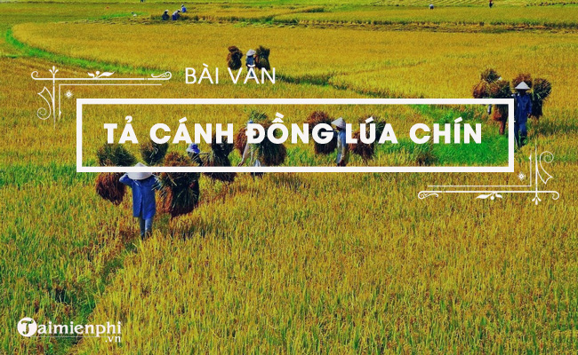 Mô tả cánh đồng lúa chín