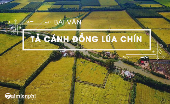 Mô tả cánh đồng lúa chín