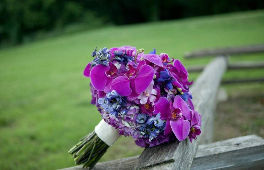 Hình ảnh 19 loài hoa màu tím đẹp nhất - WRHC