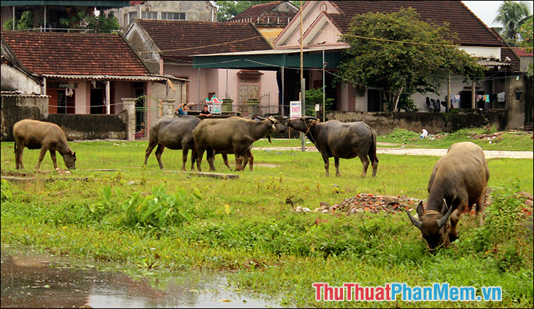 Những bí mật về tuổi 1985: Mệnh số, con giáp, và phong thủy