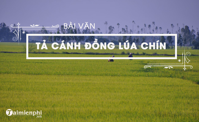 Mô tả cánh đồng lúa chín