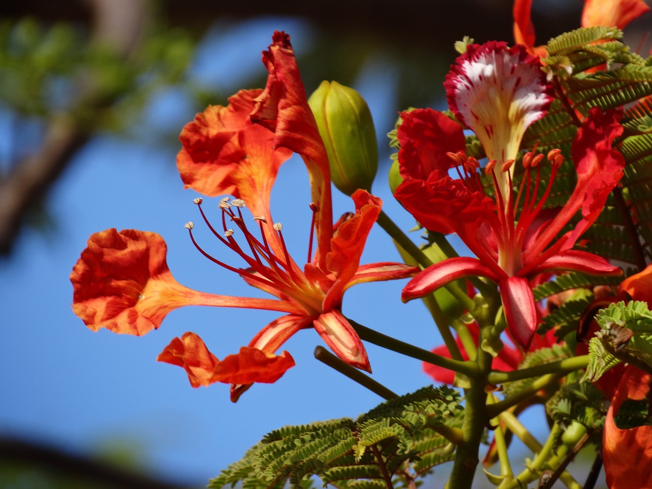 Hình ảnh tuyệt vời về vẻ đẹp của hoa phượng vĩ đỏ thắm