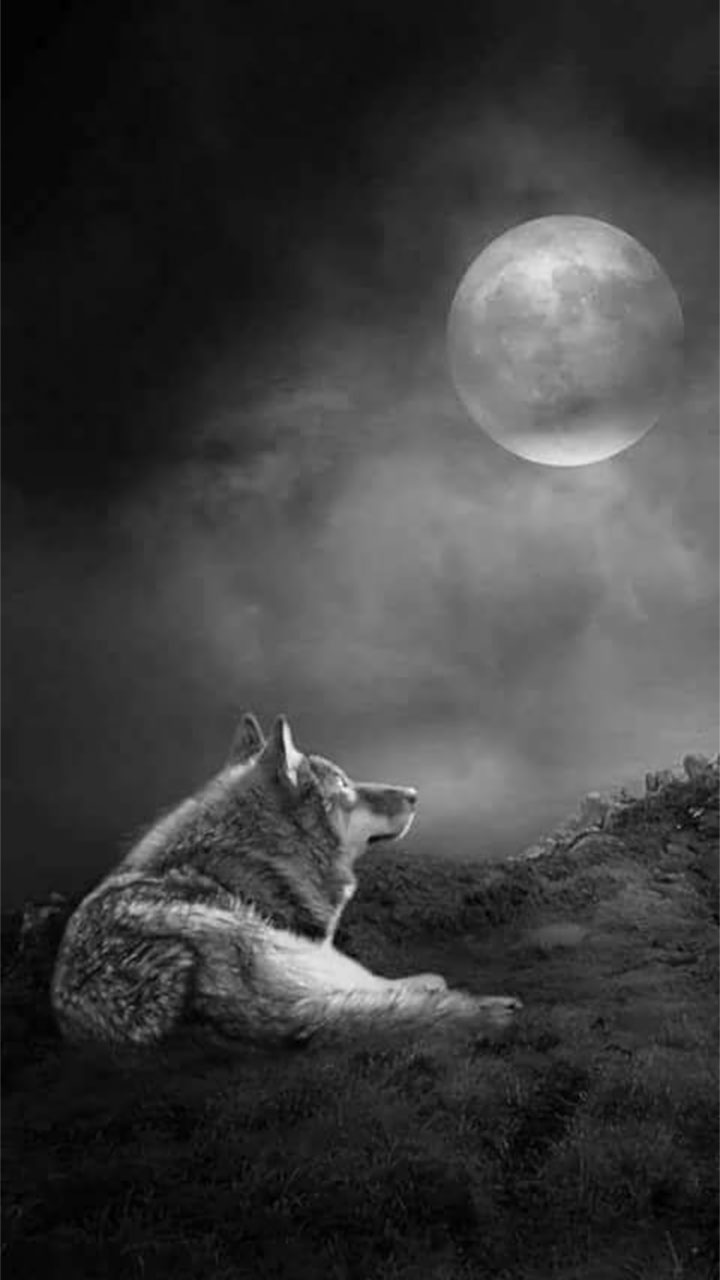 Bức tranh sói cô đơn tuyệt vời nhất