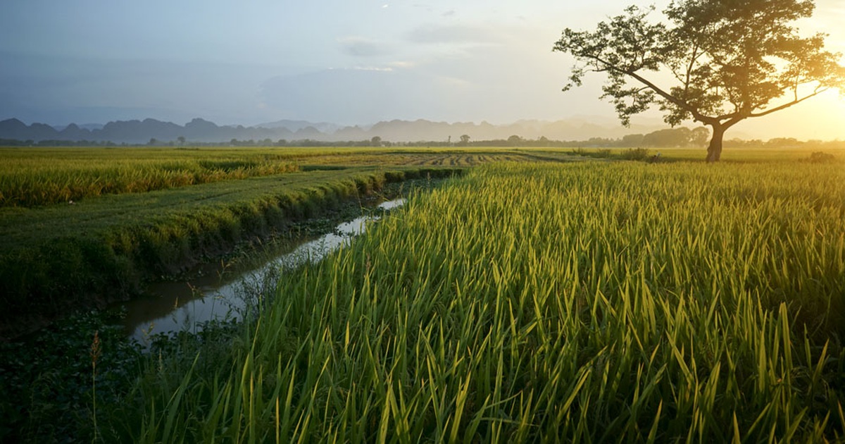 Bình minh tuyệt vời trên cánh đồng