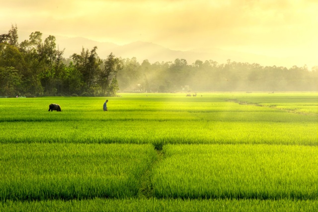 Bình minh tuyệt vời trên cánh đồng