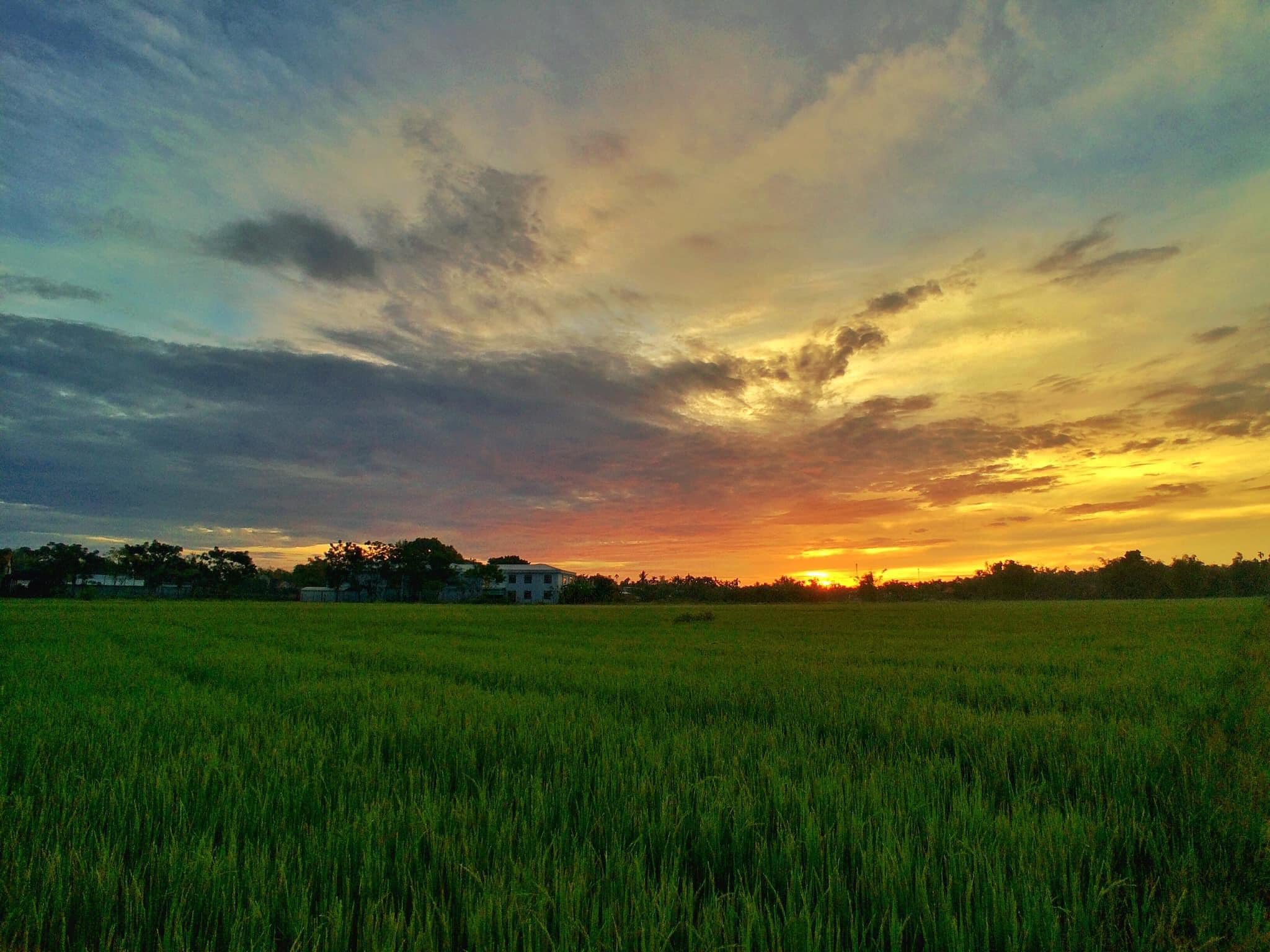 Bình minh tuyệt vời trên cánh đồng