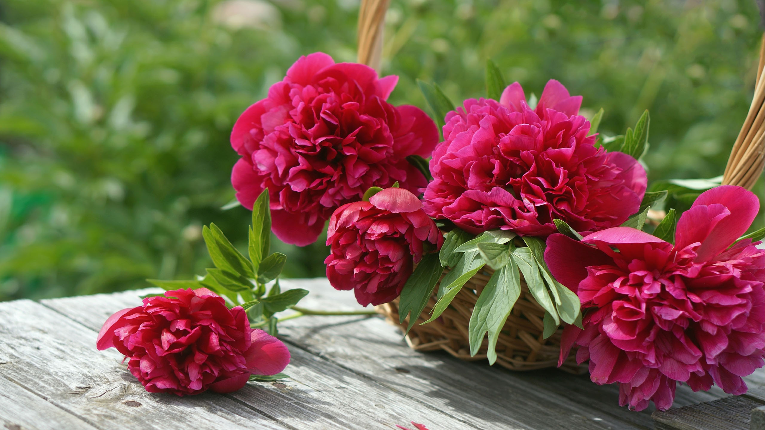 Ý nghĩa phong thủy hoa mẫu đơn và những hình ảnh hoa đẹp nhất