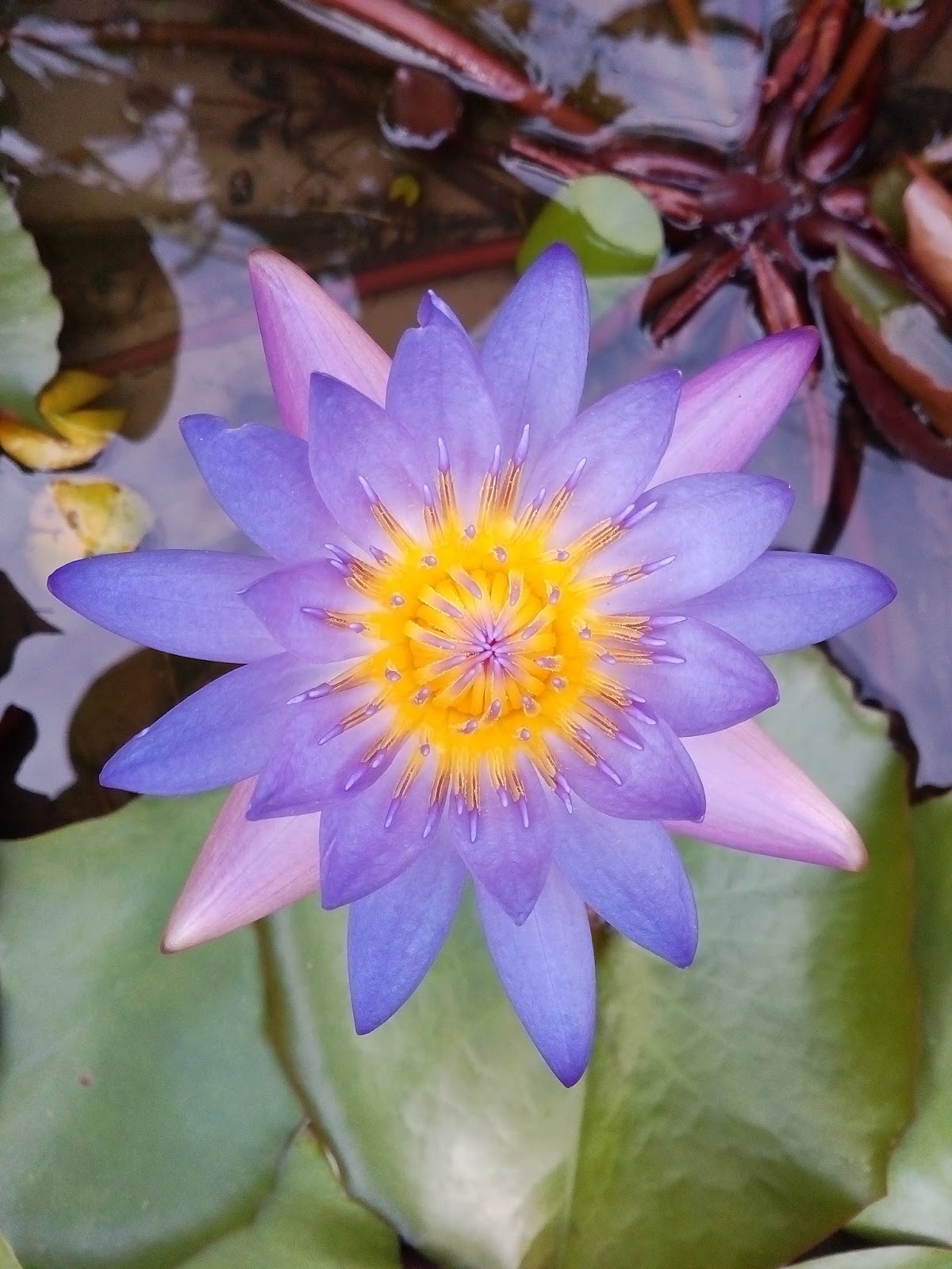 Hình ảnh tuyệt vời của hoa súng tím