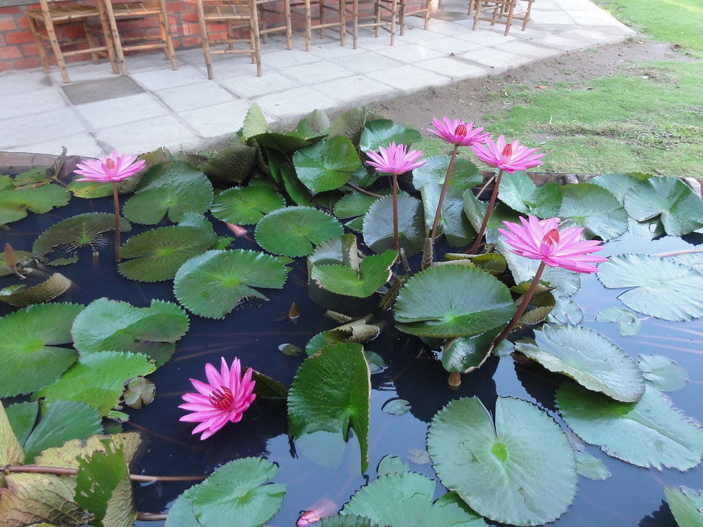 Hình ảnh tuyệt vời của hoa súng tím