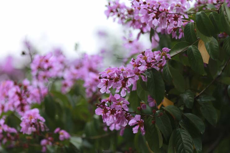 Hoa tím - Bức tranh đẹp nhất về những bông hoa màu tím
