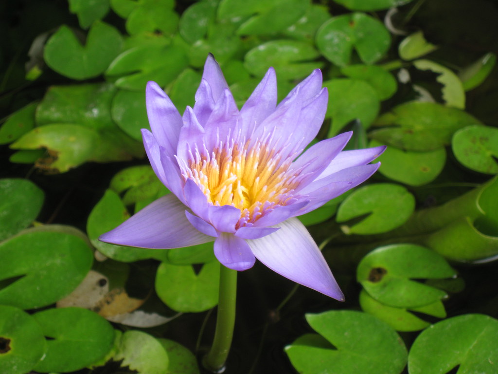 Hình ảnh tuyệt vời của hoa súng tím