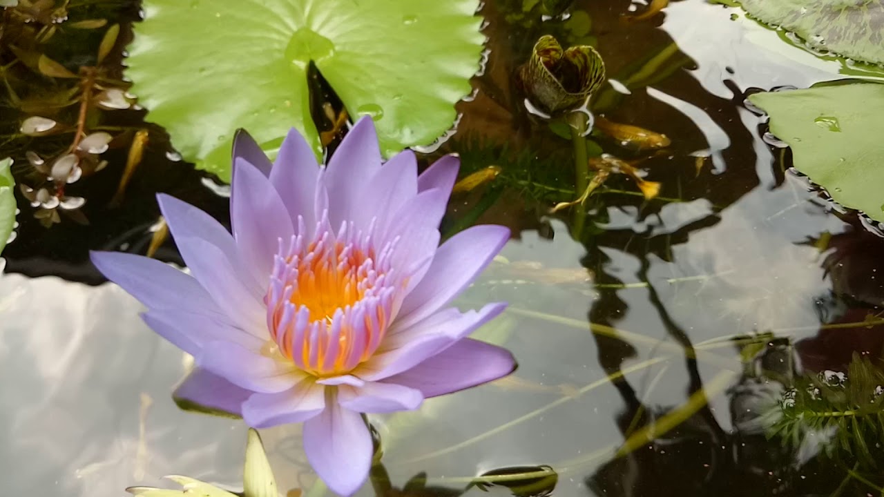 Hình ảnh tuyệt vời của hoa súng tím