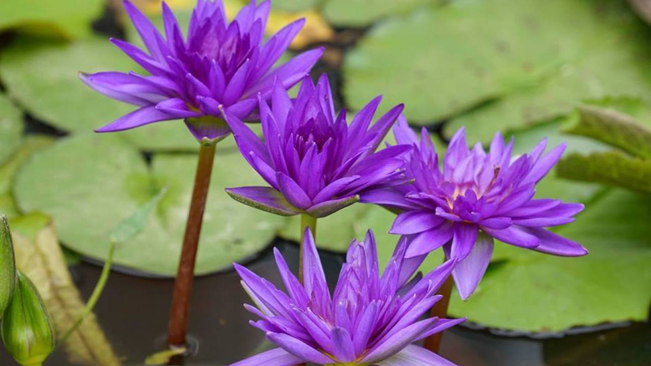 Hình ảnh tuyệt vời của hoa súng tím