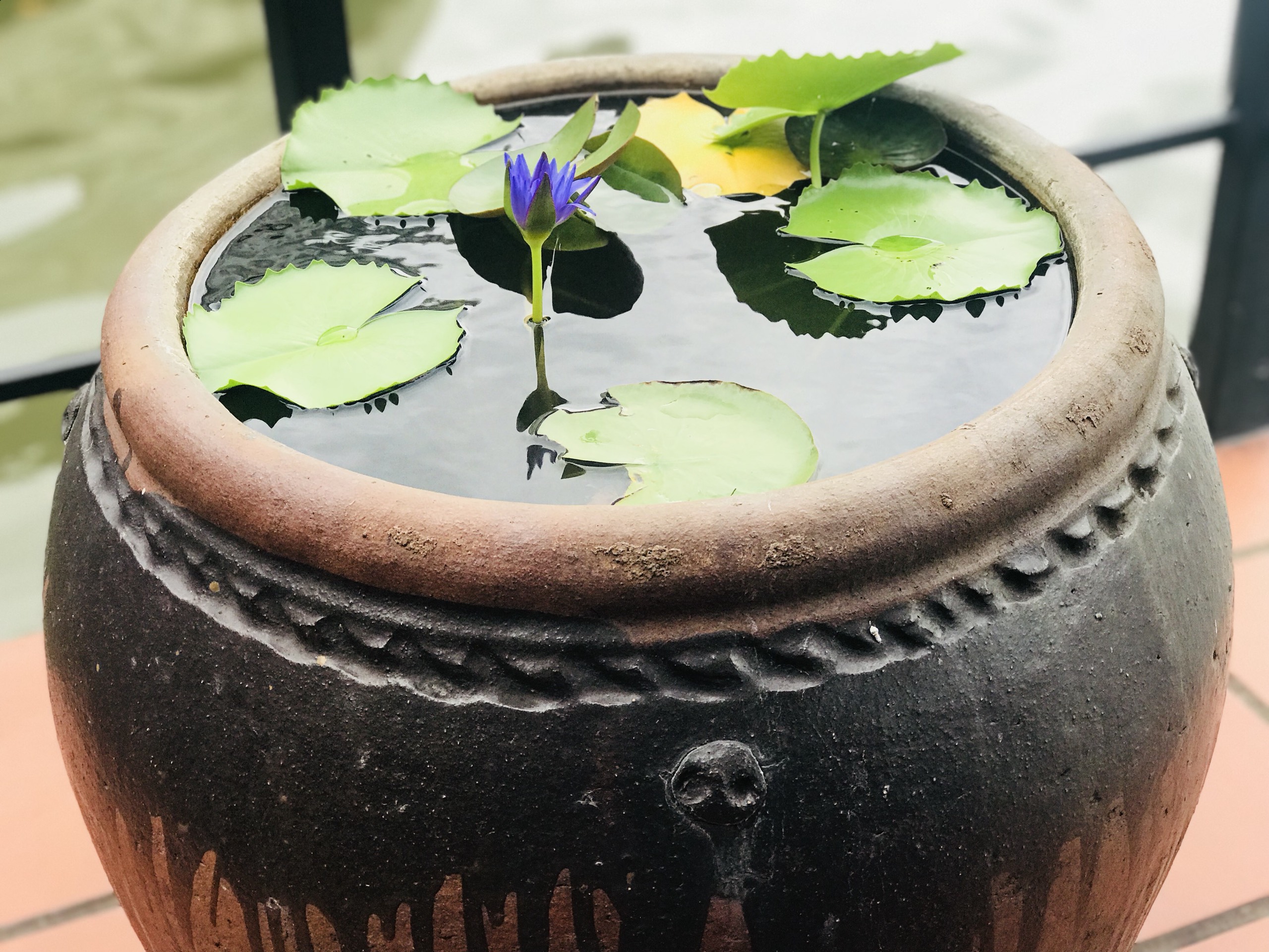 Hình ảnh tuyệt vời của hoa súng tím