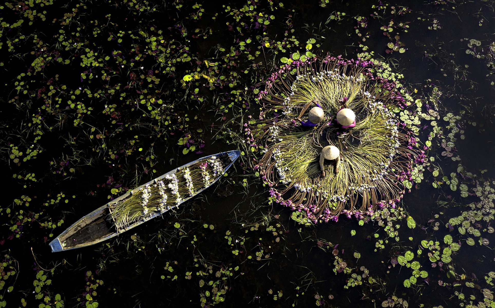 Hình ảnh tuyệt vời của hoa súng tím