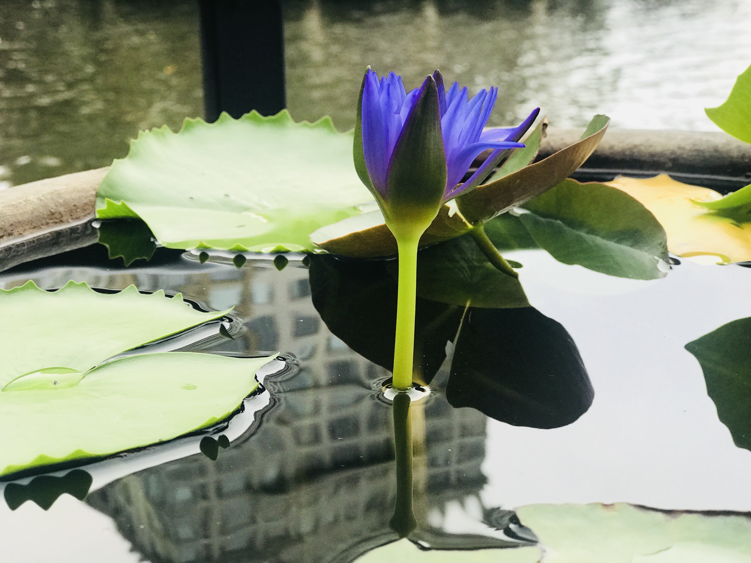 Hình ảnh tuyệt vời của hoa súng tím