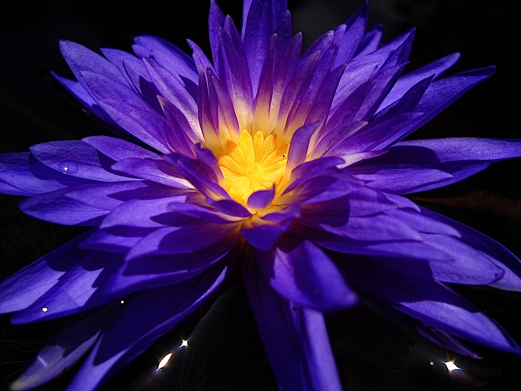 Hình ảnh tuyệt vời của hoa súng tím