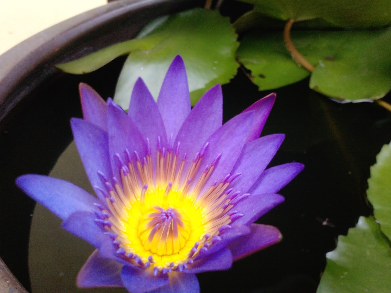 Hình ảnh tuyệt vời của hoa súng tím