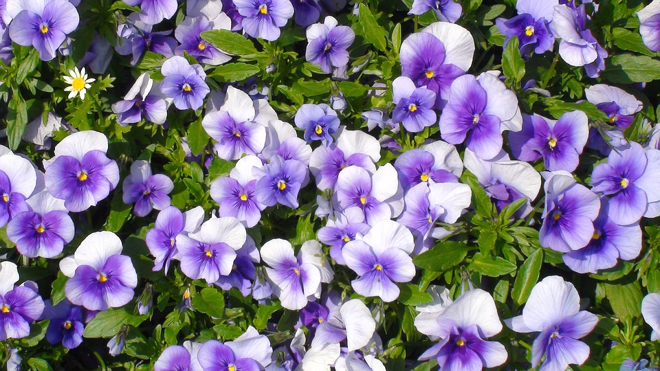 Hoa tím - Bức tranh đẹp nhất về những bông hoa màu tím