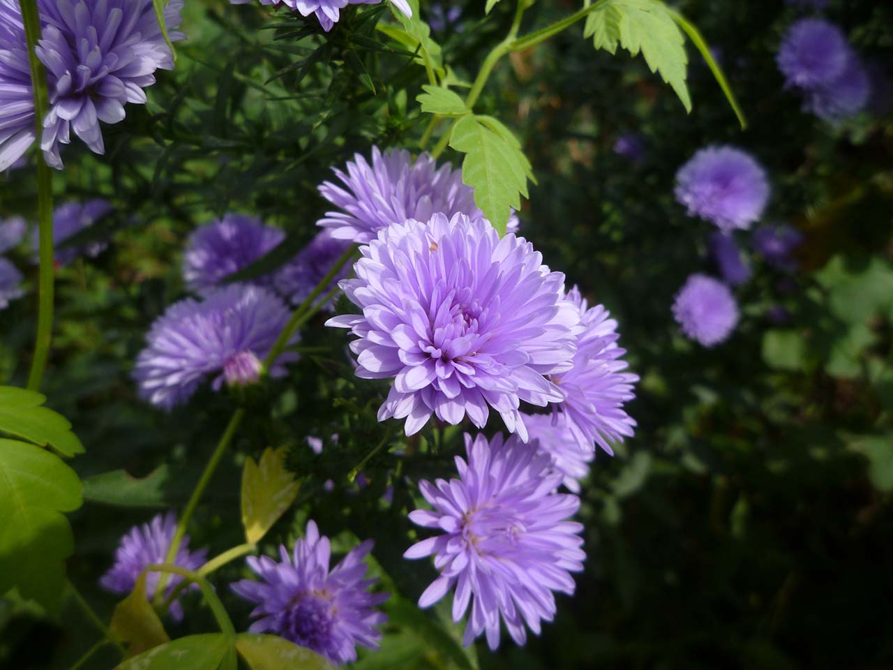 Hoa màu tím - Những hình ảnh hoa màu tím đẹp nhất