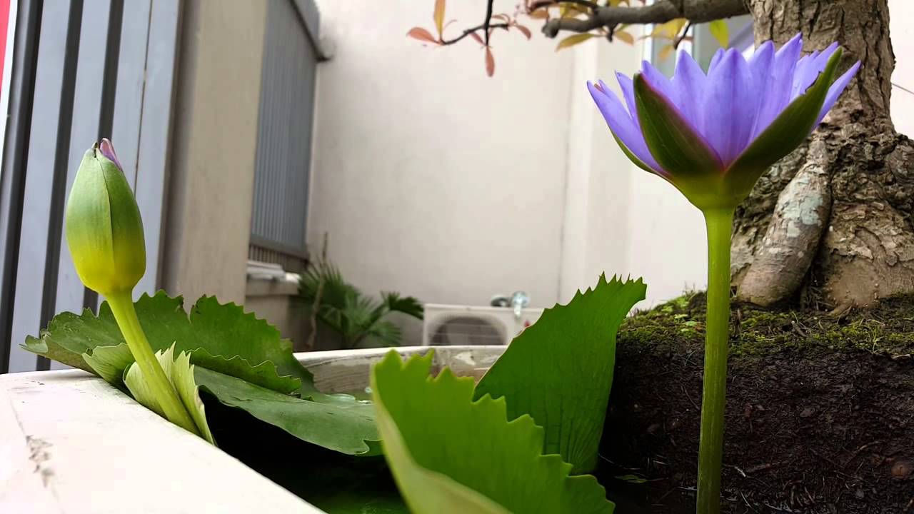 Hình ảnh tuyệt vời của hoa súng tím