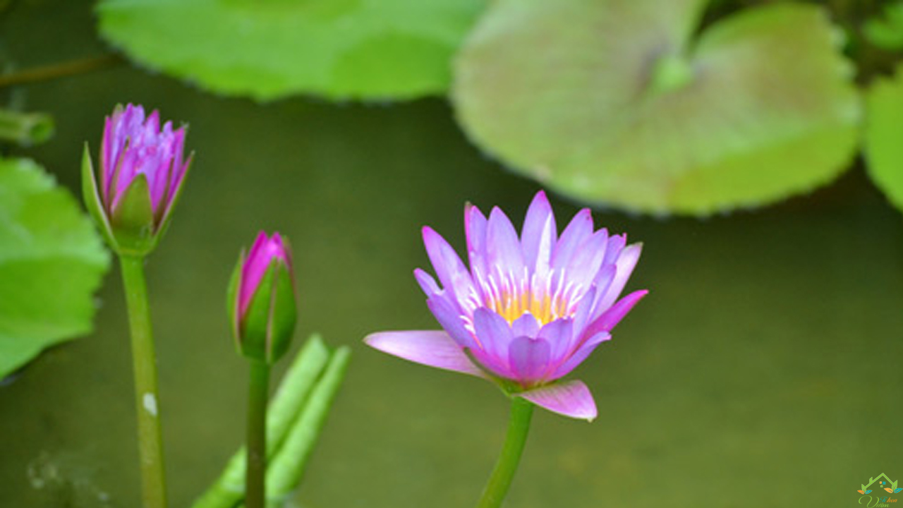 Hình ảnh tuyệt vời của hoa súng tím