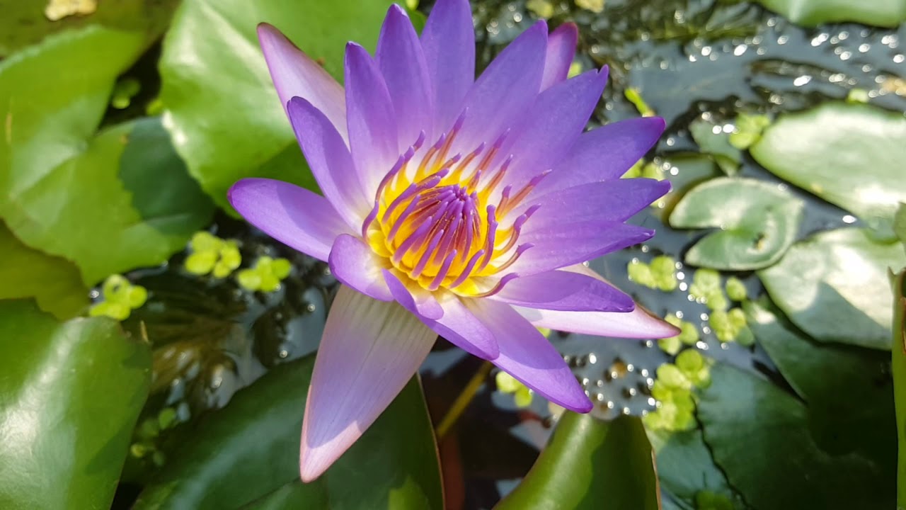 Hình ảnh tuyệt vời của hoa súng tím