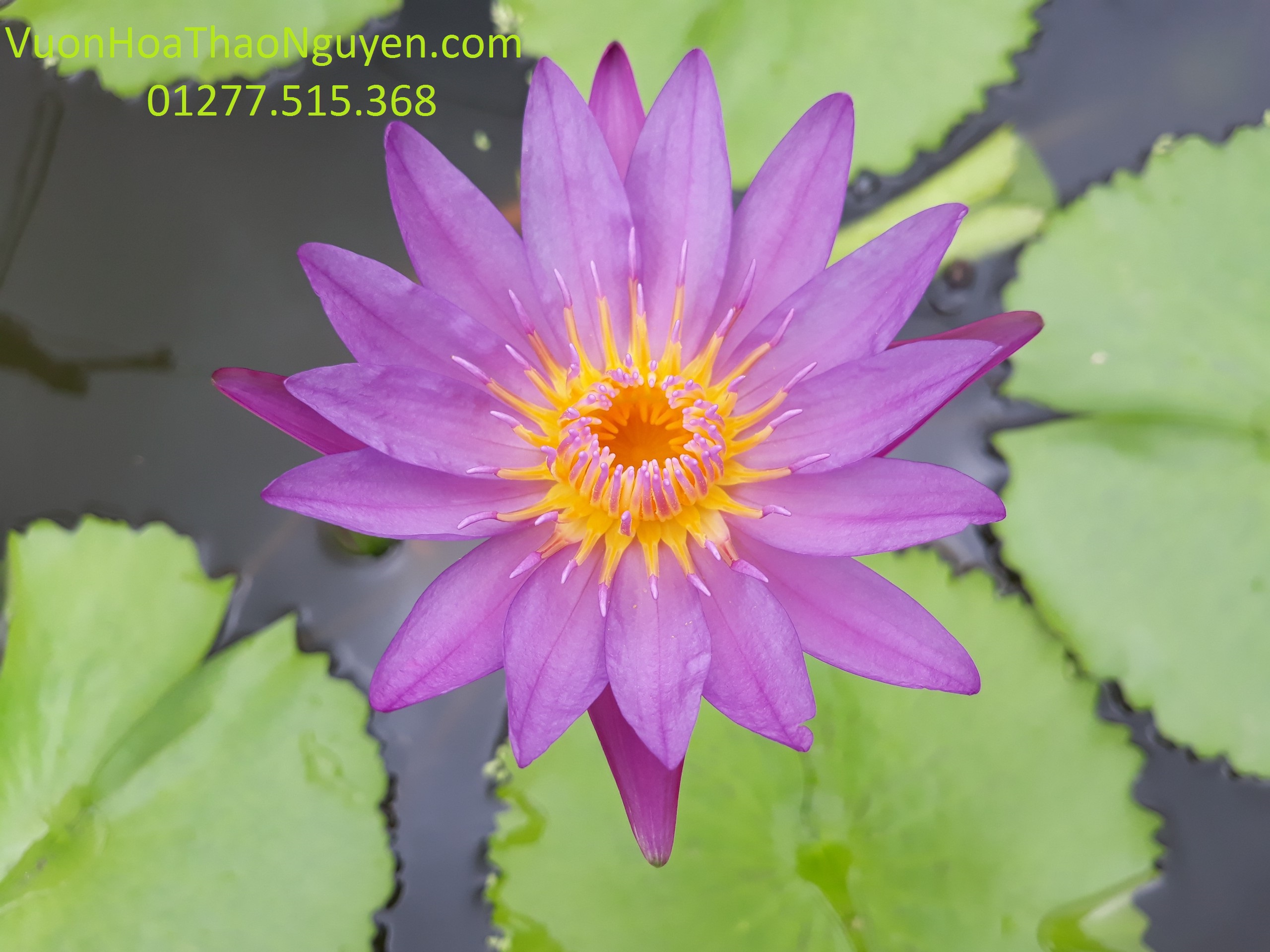 Hình ảnh tuyệt vời của hoa súng tím