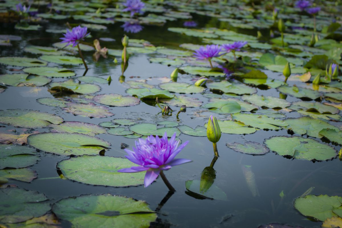 Hình ảnh tuyệt vời của hoa súng tím