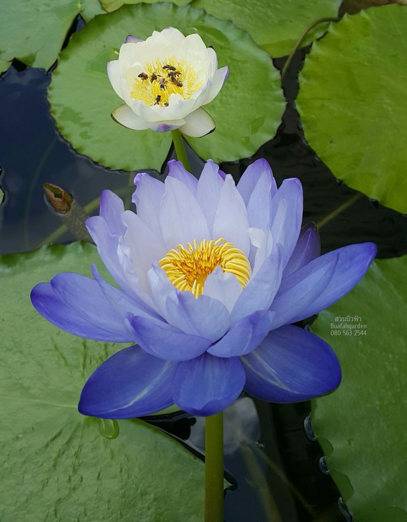 Hình ảnh tuyệt vời của hoa súng tím