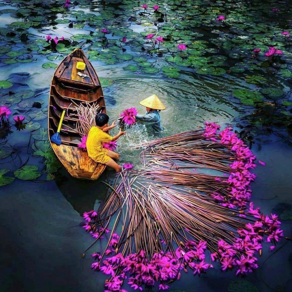 Hình ảnh tuyệt vời của hoa súng tím