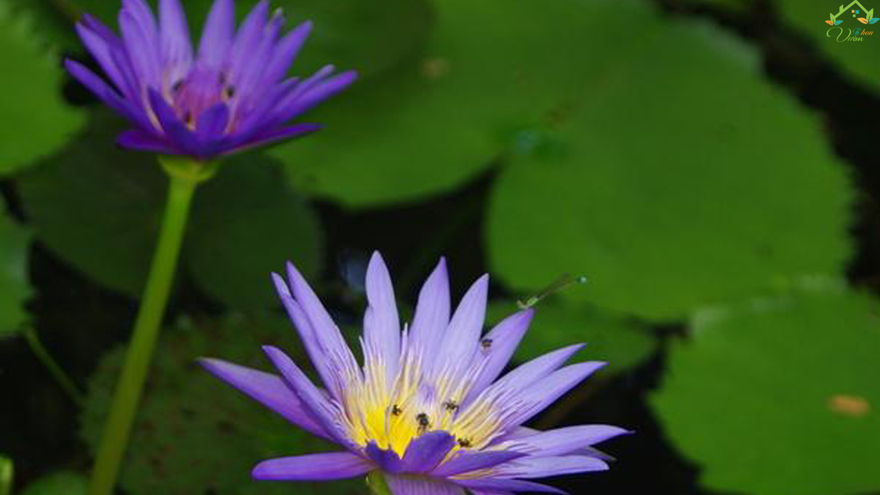 Hình ảnh tuyệt vời của hoa súng tím