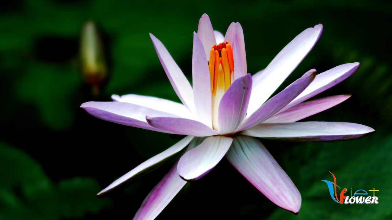 Hình ảnh tuyệt vời của hoa súng tím