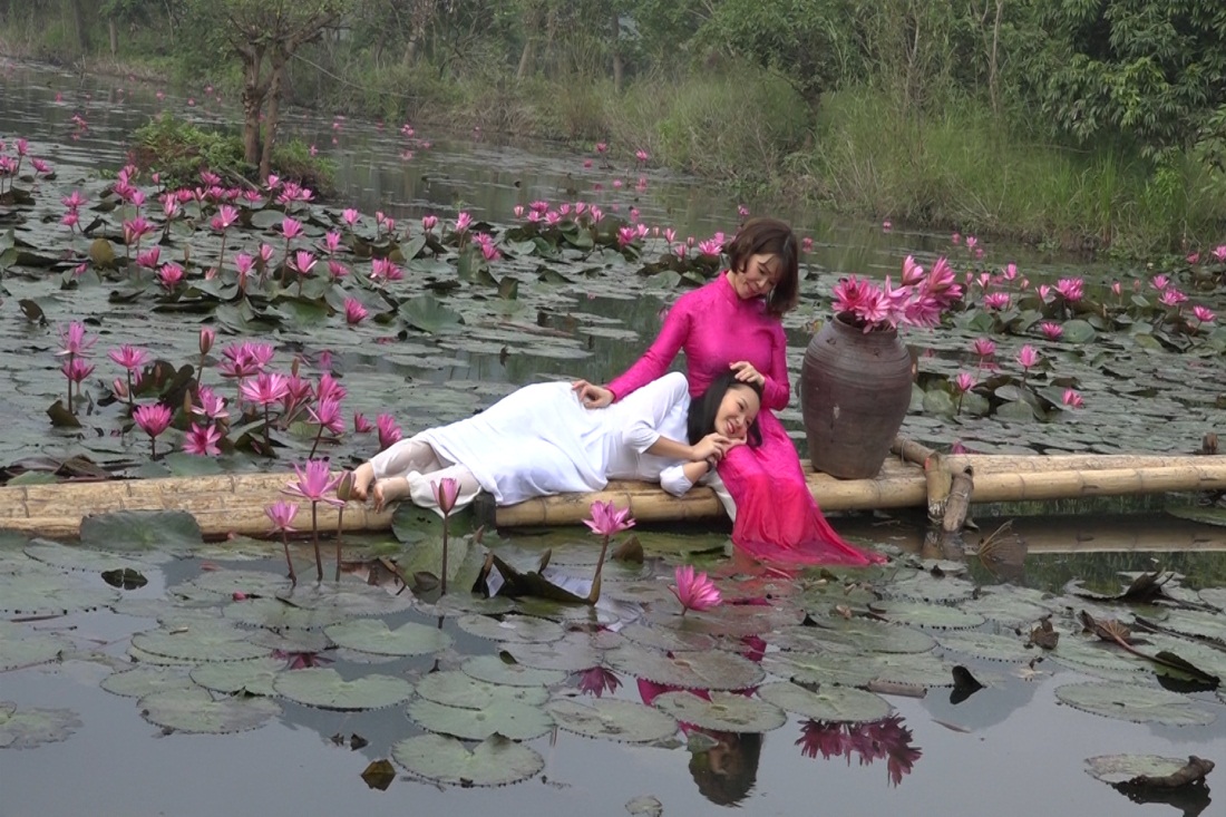 Hình ảnh tuyệt vời của hoa súng tím