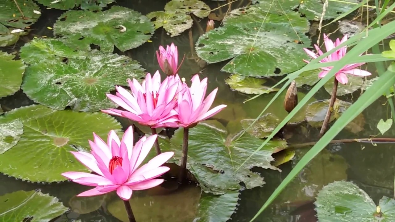 Hình ảnh tuyệt vời của hoa súng tím