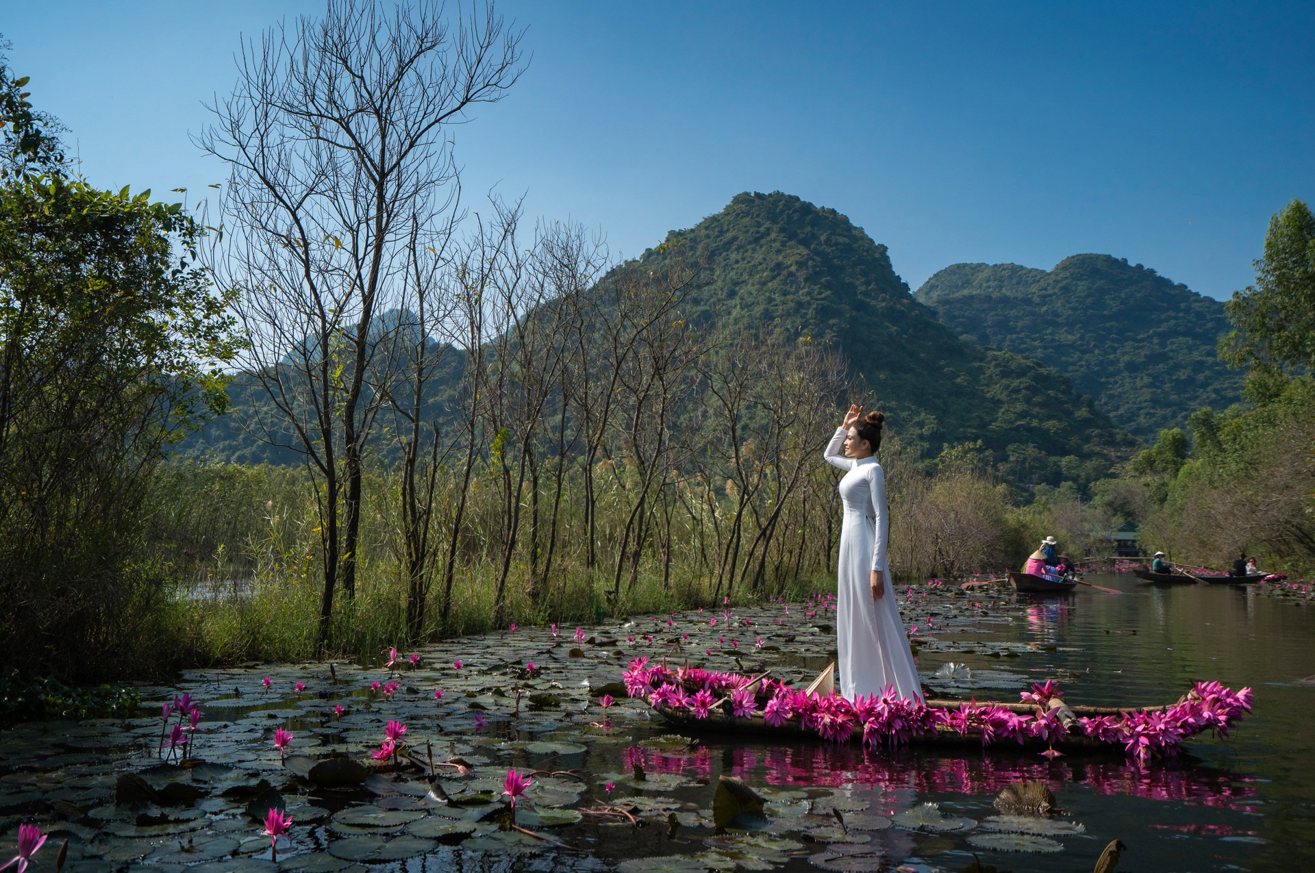 Hình ảnh tuyệt vời của hoa súng tím