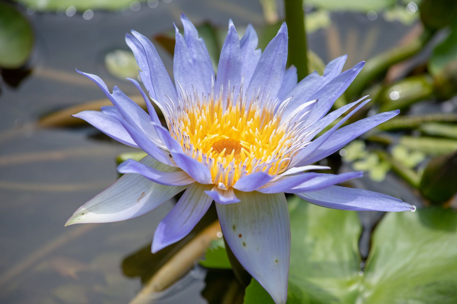 Hình ảnh tuyệt vời của hoa súng tím