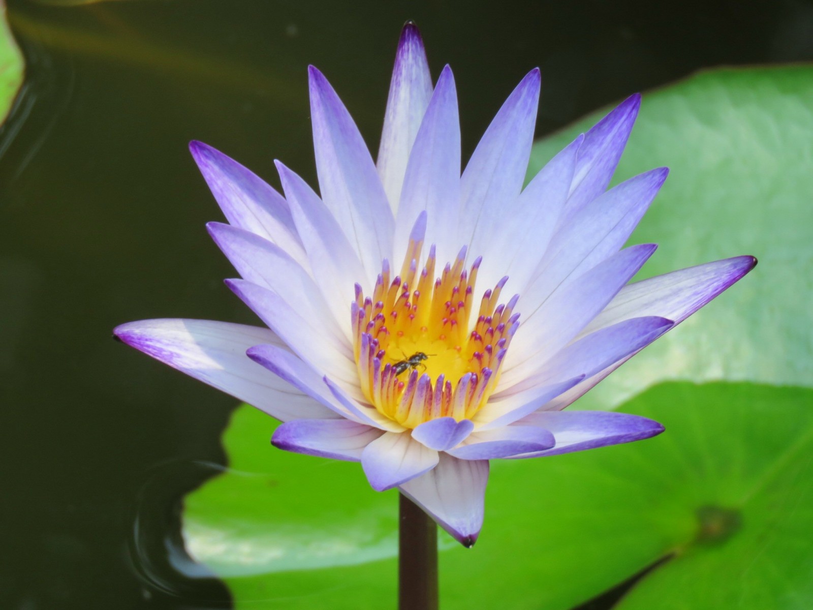 Hình ảnh tuyệt vời của hoa súng tím