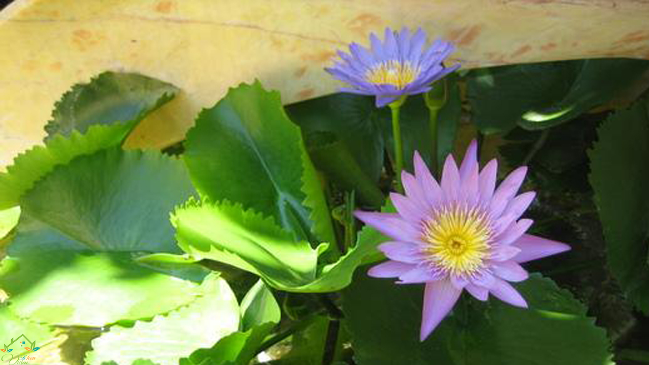 Hình ảnh tuyệt vời của hoa súng tím