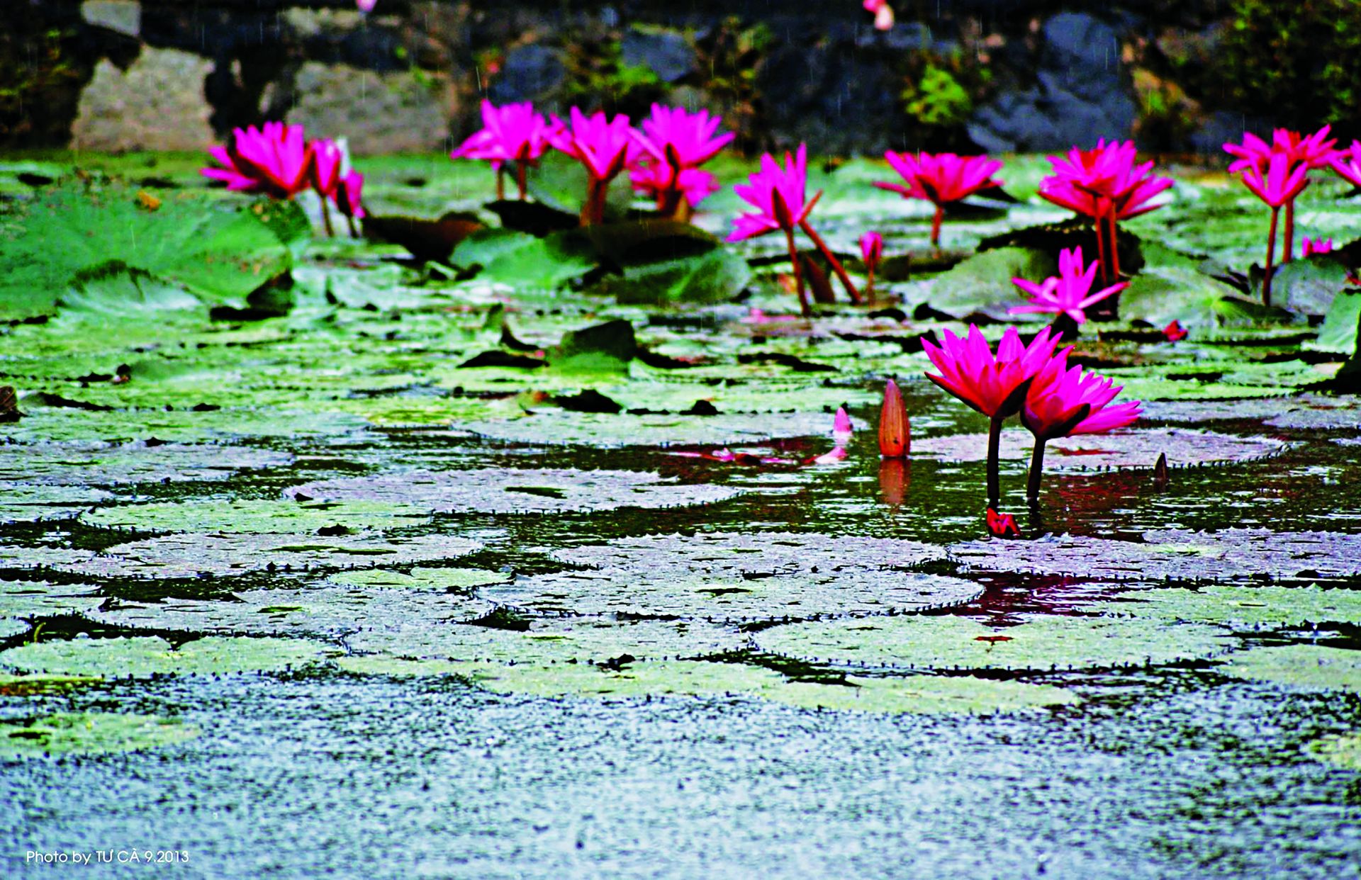 Hình ảnh tuyệt vời của hoa súng tím