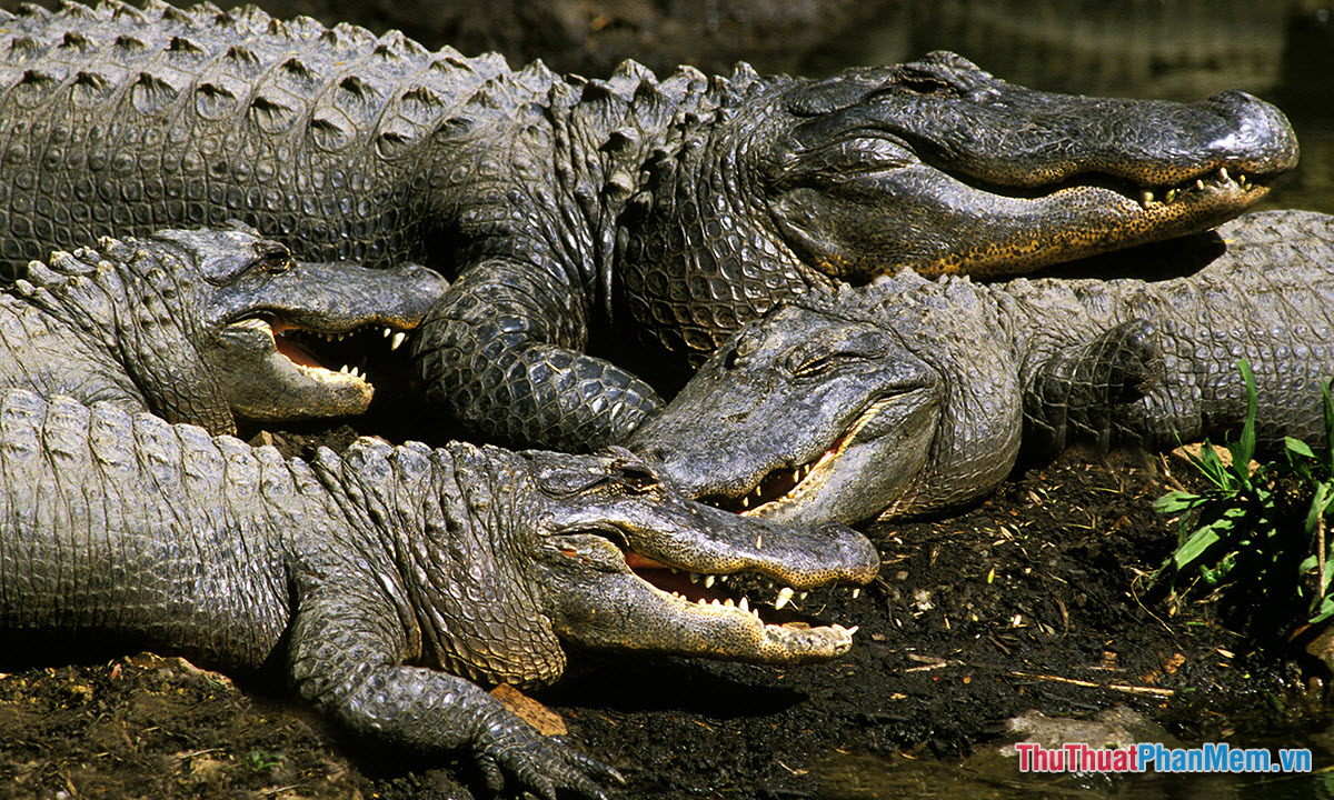 Giấc mơ thấy cá sấu mang ý nghĩa gì Có số nào liên quan