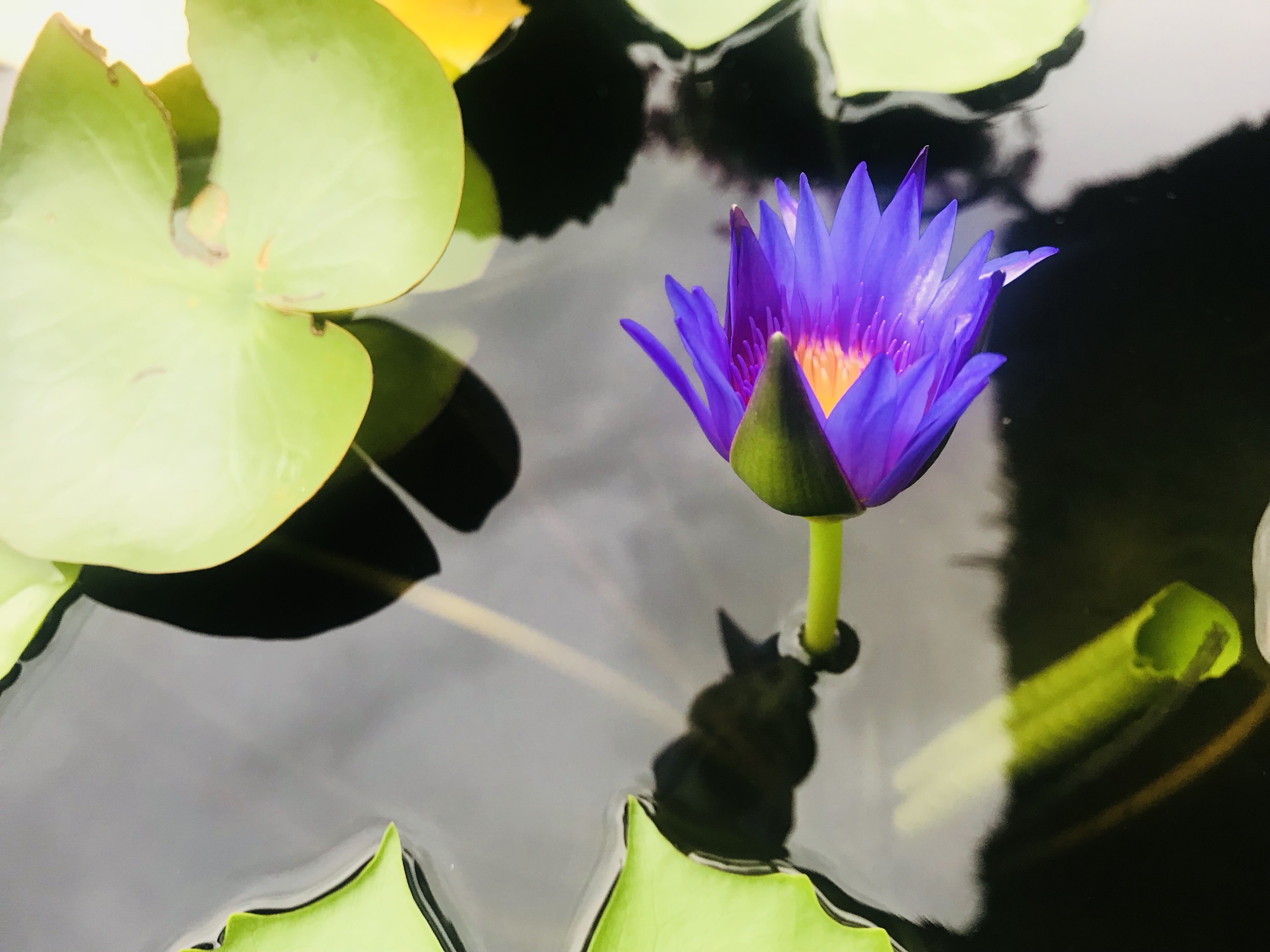 Hình ảnh tuyệt vời của hoa súng tím