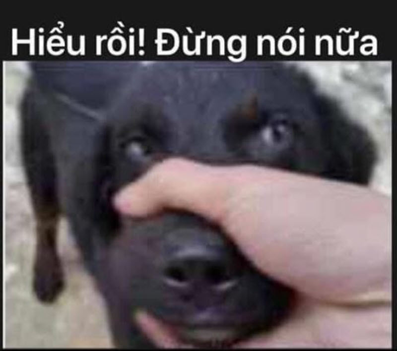 Bùng nổ cười với bộ sưu tập meme im mồm đỉnh cao