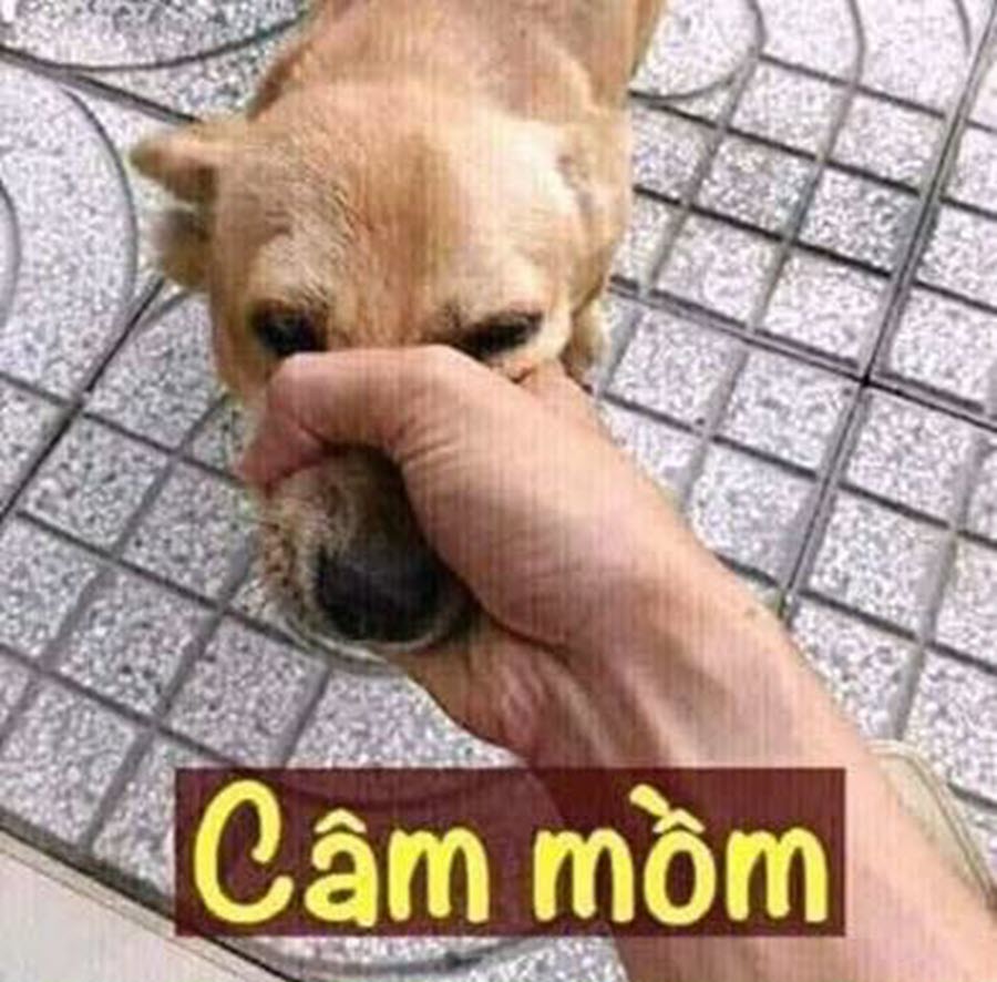 Bùng nổ cười với bộ sưu tập meme im mồm đỉnh cao