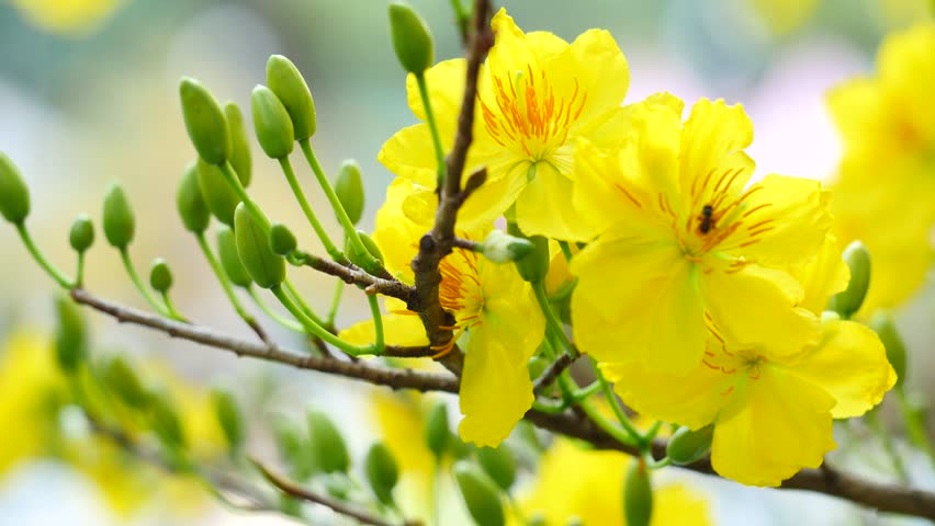 Bộ sưu tập hình ảnh đẹp nhất về hoa Mai